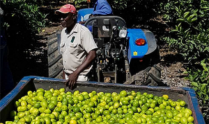 Las adelantadas exportaciones de limón sudafricano se duplican