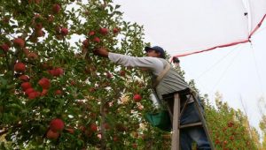 Cómo cosechar en tiempos de coronavirus