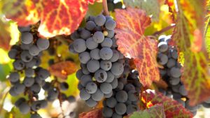 Blockchain: tecnología para la producción vegetal y la seguridad fitosanitaria