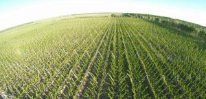 La agroindustria tracciona la economía de la región en plena pandemia