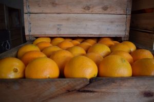 Uruguay – Producción citrícola: menos naranjas, pero más mandarinas, limones y pomelos