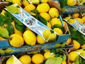 Alta demanda de limones y naranjas en Alemania, pero se avecina escasez de oferta