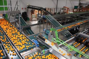 «Este año apenas se notará el choque entre las campañas de cítricos de los dos hemisferios»