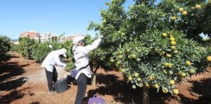 Altos precios y más producción marcan la temporada citrícola en Castellón
