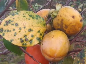 AVA-ASAJA advierte de que la política fitosanitaria provoca este año un desperdicio alimentario récord en el campo valenciano de 450.000 toneladas