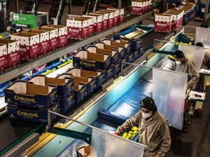 Citrusvil busca consolidar mercados tradicionales y emergentes