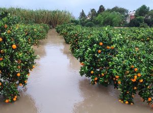 La gota fría provoca pérdidas millonarias en la agricultura valenciana