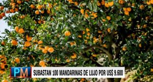 Subastan en Japón 20 kilogramos de variedad exclusiva de mandarina por US$ 9.600