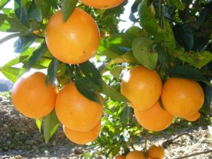 La estimación de cosecha de naranja 2020/21 en Egipto se revisa al alza en 170.000 toneladas