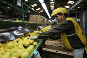 Aumentan las exportaciones de San Miguel a Estados Unidos y China