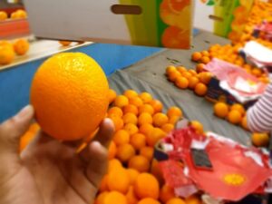 «La demanda de cítricos egipcios ha mejorado recientemente»