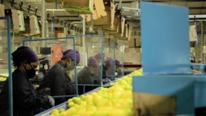 San Miguel espera un año desafiante pero gratificante para los cítricos de Sudáfrica