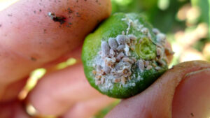 El Cotonet de Sudáfrica avanza sin control