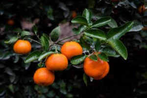 El aumento de mandarinas nacionales e importadas desafía al mercado estadounidense