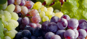 Fuertes Cambios Caracterizaron Al Negocio De Uvas Del Hemisferio Sur