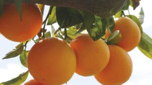 Actualización de la previsión de cosecha de naranja de Brasil