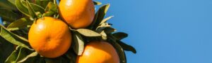 Profundidad y crecimiento: así cerramos nuestra campaña de cítricos y palta 2021