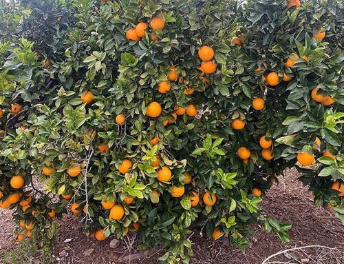 La crisis de la naranja: El aumento de las exportaciones al mercado europeo de países terceros hunde la campaña de naranja española