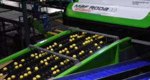 Ledesma lideró las exportaciones argentinas de cítricos