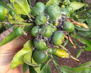 Las asociaciones independientes solicitan el uso excepcional del Metil Clorpirifos para combatir el Cotonet