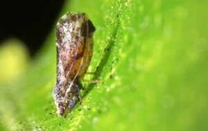 El vector Diaphorina citri del HLB se detecta en Israel