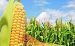 Por la guerra entre Rusia y Ucrania, Europa le abre la posibilidad a la Argentina de adquirir granos