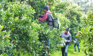 El impacto de la sequía en los citrus de Corrientes: «La producción de este año será de poco tamaño»