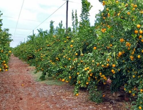 El impacto de la esterilización con frío en las naranjas ecológicas de Sudáfrica