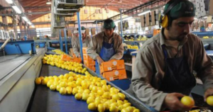 El limón argentino perdió competitividad y se espera una baja en la producción en próximas campañas