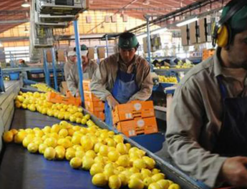 El limón argentino perdió competitividad y se espera una baja en la producción en próximas campañas