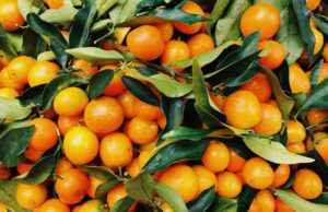 CGA anuncia el cierre del mercado de naranjas Valencia