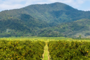 El «greening» avanza en São Paulo y Minas Gerais