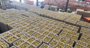 «La nueva temporada de limones en China ha comenzado»
