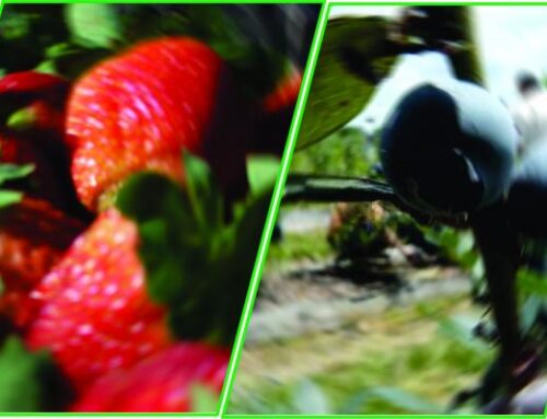 1º Circular “I Simposio Regional de Frutas Finas: frutilla y arándano en el NEA” 22 y 23 de septiembre de 2022, Bella Vista, Corrientes