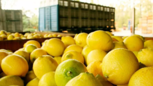 Crisis en el citrus: declaran en Tucumán la emergencia agropecuaria para la producción del limón