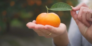 «Aumenta la demanda de las mandarinas con hoja de España en los mercados internacionales»