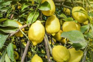 Argentina: SA Veracruz proyecta enviar limones orgánicos a Europa en 2024