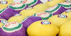 La campaña citrícola de Turquía arranca con retraso y a ritmo más lento