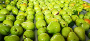 Dólar fruta: vuelve el reclamo de los productores de peras y manzanas para evitar “quebrantos”
