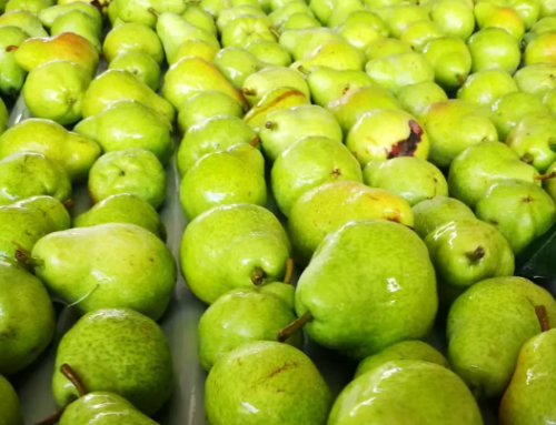 Dólar fruta: vuelve el reclamo de los productores de peras y manzanas para evitar “quebrantos”