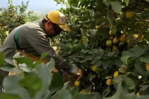 FRUTAS DE ARGENTINA, presente en FRUIT LOGISTICA 2023