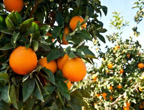 Escasez y precios altos: «Ya no se producen naranjas en Bella Vista»