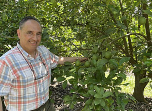 Estados Unidos: Este año se espera un 40% más de limones en el mercado