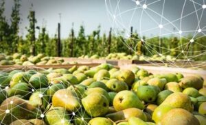 Resumen del mercado global de la pera