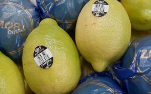 ¿Quién es Zamora Citrus? Una firma tucumana que fue pionera en la producción y exportación de limones orgánicos