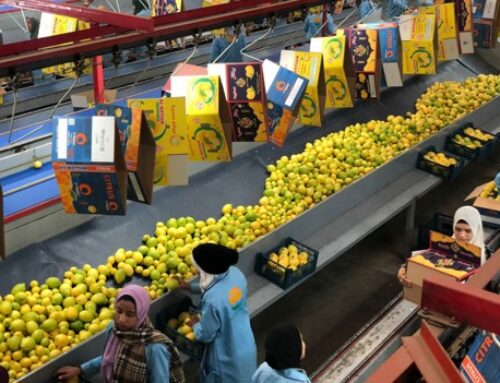 Los limones egipcios están en camino