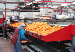 La entrada masiva de naranja de Egipto satura el mercado, hunde los precios y arruina a los agricultores en Andalucía