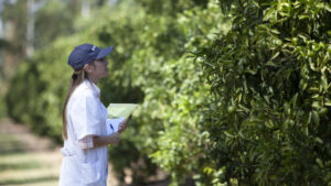 Mosca de los frutos: Se fortalecen acciones de prevención, vigilancia y control en el NEA