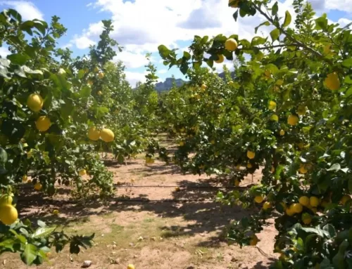 Limón: calculan para Tucumán una producción de 1,3 millón de toneladas