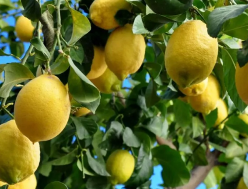 Desinversión y mala gestión: la situación de la producción citrícola tucumana